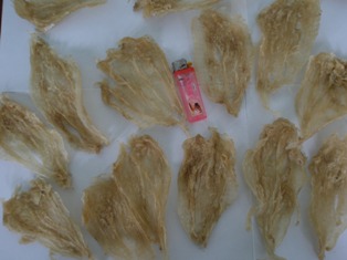 Pangasius Dried Fish Maw AA